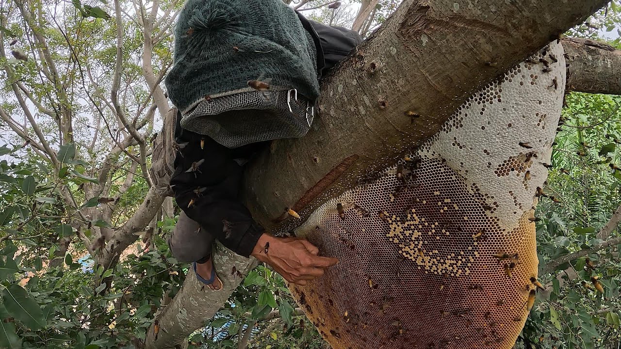 จะร้างทิ้งรังแล้ว ดันไปต่อยคนในบ้านอีก  |  พรานหมึก คนตีผึ้ง