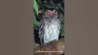 suara burung kukulai / burung hantu, OWL