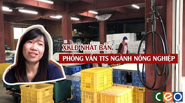 XKLĐ NHẬT BẢN - PHỎNG VẤN TTS NGÀNH NÔNG NGHIỆP TẠI NHẬT