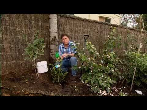 Video: Smaržīgs noskaņu dārzs - garastāvokļa maiņa ar smaržīgu puķu dārzu