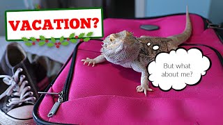 What to do with Your Bearded Dragon While on Vacation