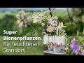 Super Bienen- und Schmetterlingspflanzen für feuchtere Standorte