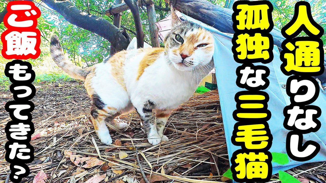 ほぼ人が来ない場所 孤独な三毛猫にご飯もっていくと・・・ さくらねこ