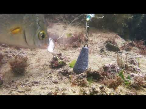 فيديو: كيفية التعامل مع لسعة سمك السلور في المياه المالحة