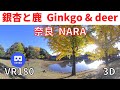 VR180  奈良観光 銀杏 紅葉 鹿 02 Japan NARA Ginkgo and deer