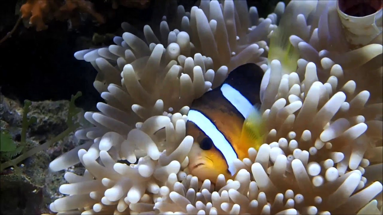 camera iphone 8 plus apk 雙帶小丑與共生夏威夷海葵Clark's anemonefish with Delicate sea anemone 3k