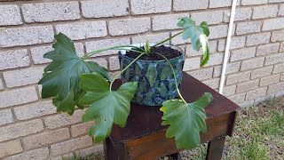 Fun and Easy Recycling DIY - Crafting a Plant Pot From Old Plastic Bucket!