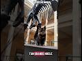 Gatito en museo tira el tiranosaurio rex #cats #cat #gatos #pets #dinosaur #trex #museum #comedy