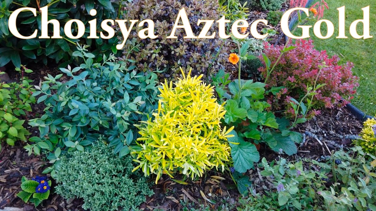 Choisya Aztec Gold (Choisya X dewitteana Aztec Gold) shrub Mexican Orange Blossom evergreen