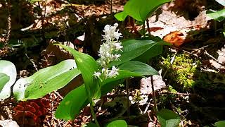Wild lily of the valley