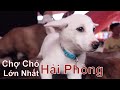 Chợ Chó Mèo Cảnh - HOT Nhất Hải Phòng / Chợ Hàng / NhamTuatTV - Dog in Vietnam