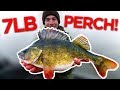 Fishing for the BIGGEST Perch in the WORLD