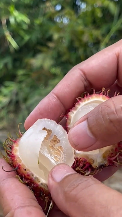 Sweet rambutan fruit #usa #fruit #fruitworld #tropicalfruit #drawing #asianfruit #satisfying