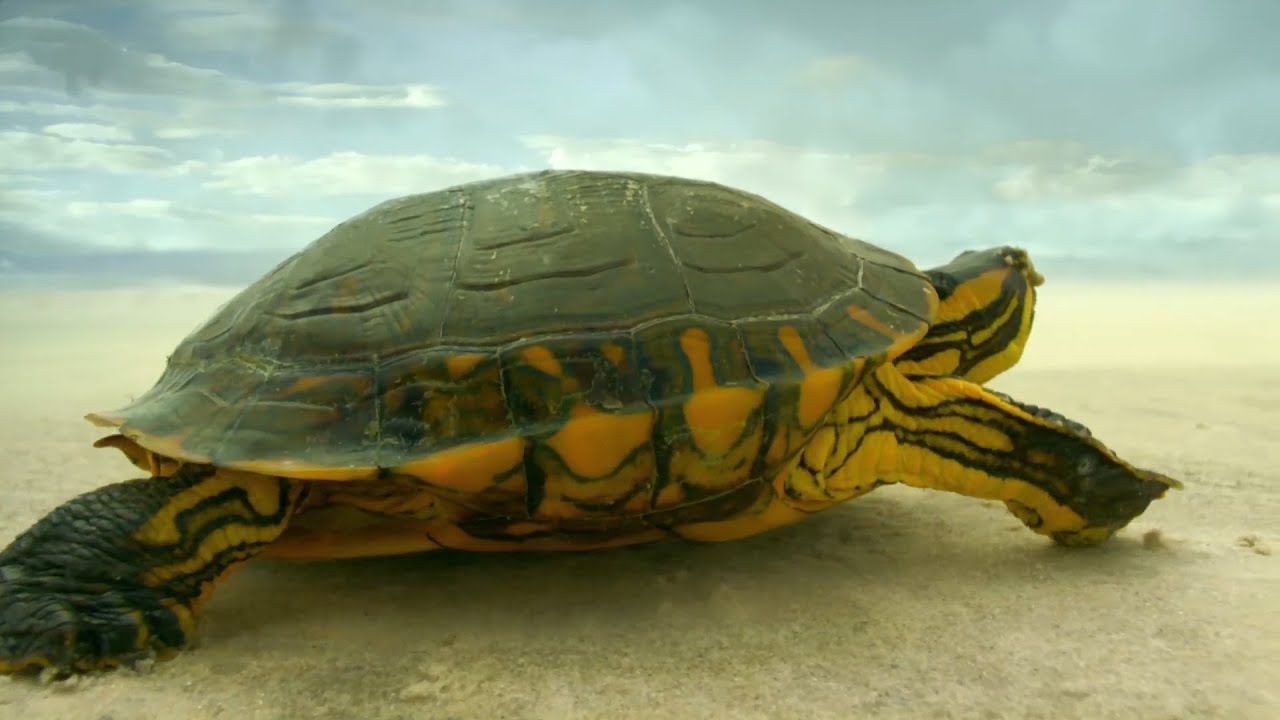 ⁣Turtle Travels Through Desert | Earth From Space | BBC Earth