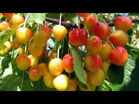 Сладкая Как Мёд Жёлто-Розовая Черешня! Kollaste Murelite Supersaak! Harvest Of Yellow Cherries!