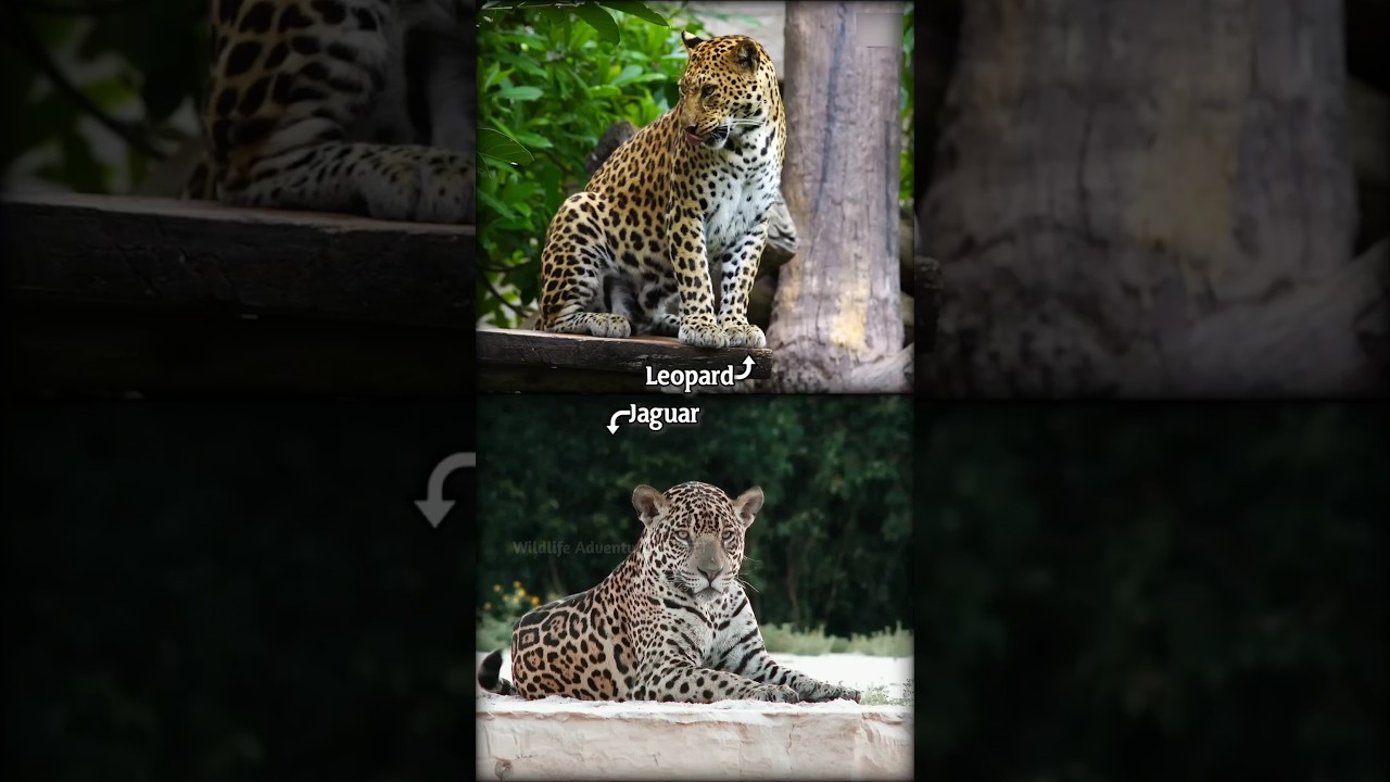 What's the Difference - Jaguar VS Leopard