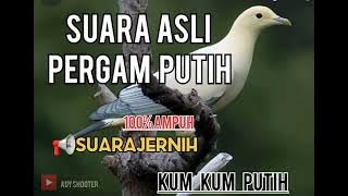 SUARA PIKAT BURUNG PERGAM PUTIH//KUM KUM PUTIH- Ady shooter