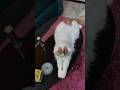 Persian Cat   #shortvideo#youtubeshorts#viral#shors#ytshrts#mukund
