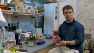 Do Ceria Nanoparticles Prevent the Nuclear Translocation of Apoptosis Inducing Factor (AIF)