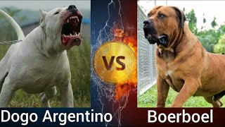 Dogo Argentino VS Boerboel | Who is more Powerful ?