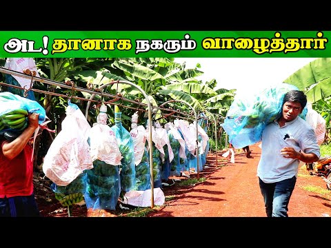 இப்படி ஒரு வாழைப்பழ Export பண்ணைய பார்த்திருக்கீங்களா ! | Vietnam Banana Farm