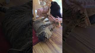 Brother Cats Play Fight Around Cat Ladder - Black Void versus Brown Tabby #catplay