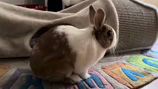 Funny burrow |#rabbit~#burrow~#new~#shorts~