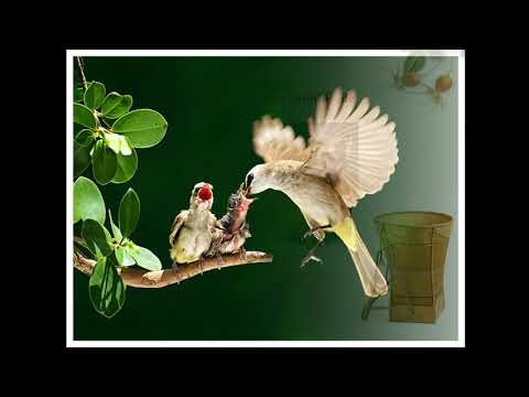Tiếng Việt 5 - Tuần 24 - Tập đọc - Luật tục xưa của người Ê-đê