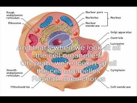 Cell Organelle Rap - Biology Song - Take a look at all the organelles