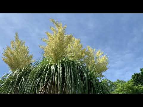 Video: Ponytail Palm Flowering - Իմացեք ծաղկման մասին ձիու պոչ արմավենու ծառի վրա
