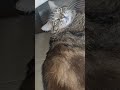 Hashtag the Cat: Sneezy and Purr cat #hashtag #ytshorts #catvideos #mainecoon (5/27/26)