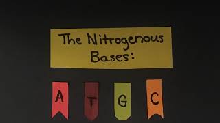 DNA replication project example