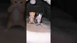 Kucing Kicau Kicau Mania shorts kucing  cat catshorts