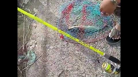 Câu cá Trê sông Sài Gòn