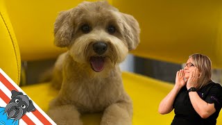 Maltipoo haircut  How to grooming dog?