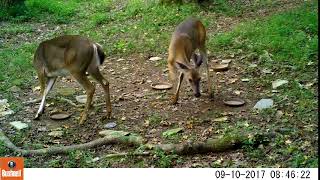 Bushnell Deer 2 Day B