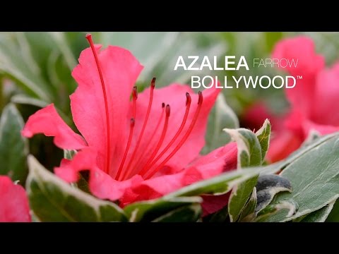 Video: Sporting of Azalea Blooms – Zistite viac o rôznofarebných kvetoch azalky