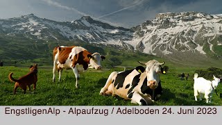 EngstligenAlp - Alpaufzug / Adelboden 24. Juni 2023