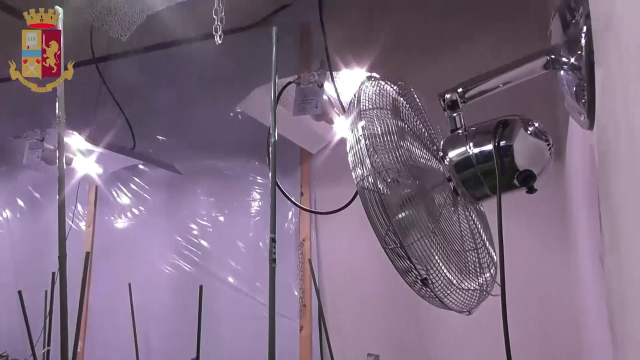 Altopascio, arrestato 53enne che coltivava marijuana in casa