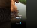 عندما يجتمع التخطيط الذكي والمهارة والتعاون يكون النجاح سيد الموقف shorts mp3