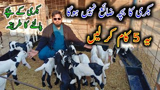 How To Care Baby Goats - Goat Baby Kids - Modern Goat Farming
