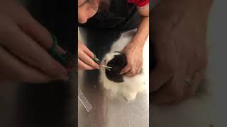 Persian cat face trimming