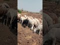 #मेंढपाळ 👑🔝👑.... #mendhipalan #viral #viralshort #trendingshorts #cuteanimals #sheep