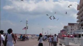 2009 seagull feeding frenzy my thang my thang