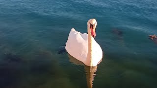 Watch Swans Unreal video