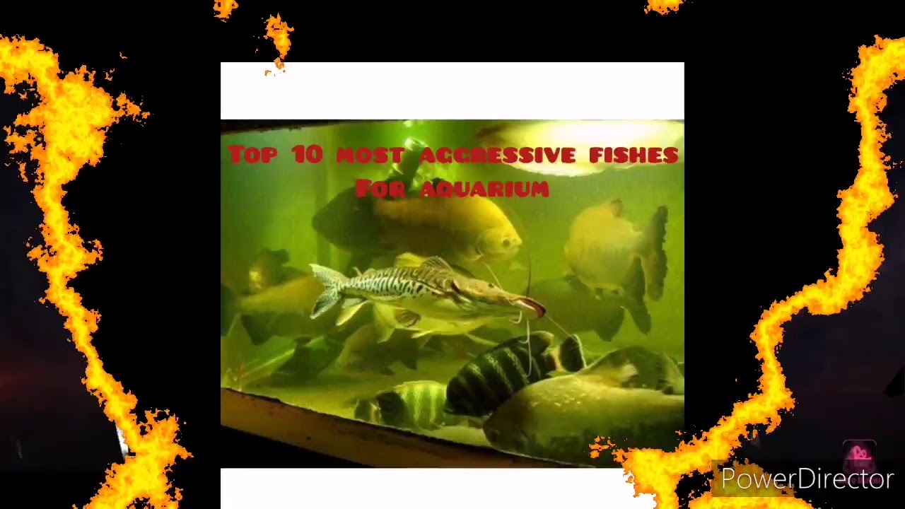 Top 10 most aggressive fishes for aquarium.. 🦈🦈 - YouTube