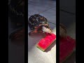 Volta aqui melancia 🍉 ! #fruit #frutas #saladadefruta #shorts #taubate #viralshort #jabuti #pets