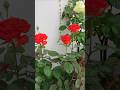 My Rose Plant Is Full of Blooms #rose #flowers #gardening