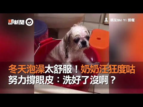 冬天泡澡太舒服！奶奶汪狂度咕　 努力撐眼皮：洗好了沒啊？