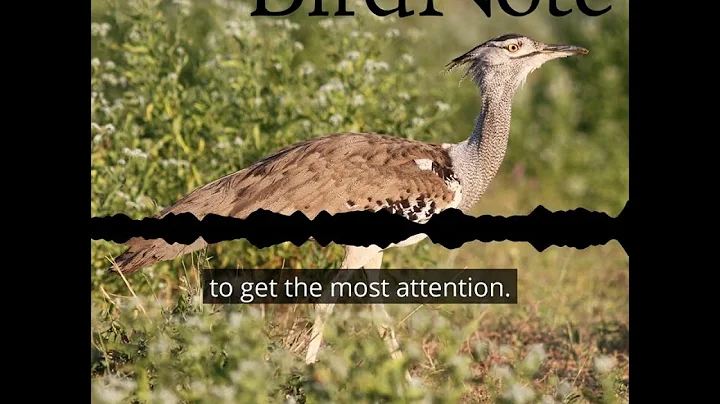 Catching Kori Bustards for Science